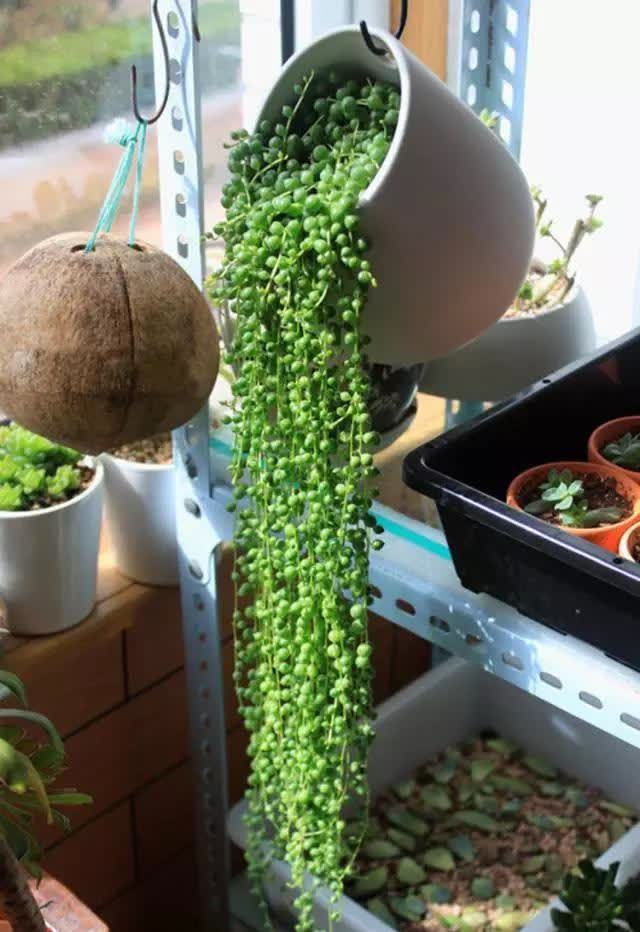  春季室内植物推荐（内含种植窍门）