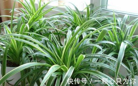 吊兰叶片发黄,叶尖发黑怎么办,学3招轻松解决,预防措施要牢记