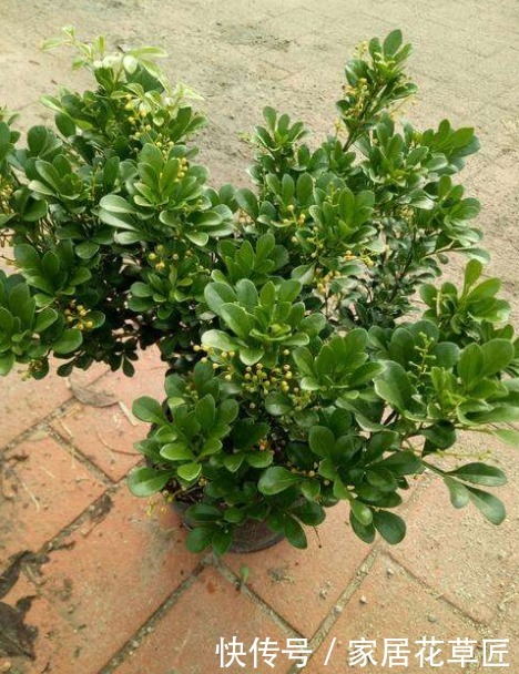 叶子|米兰叶片发黄怎么办?快查查基本的养护条件,不久就能恢复