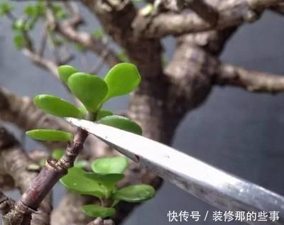 马齿笕树养5年，变成老桩盆景很值钱，做5步就实现