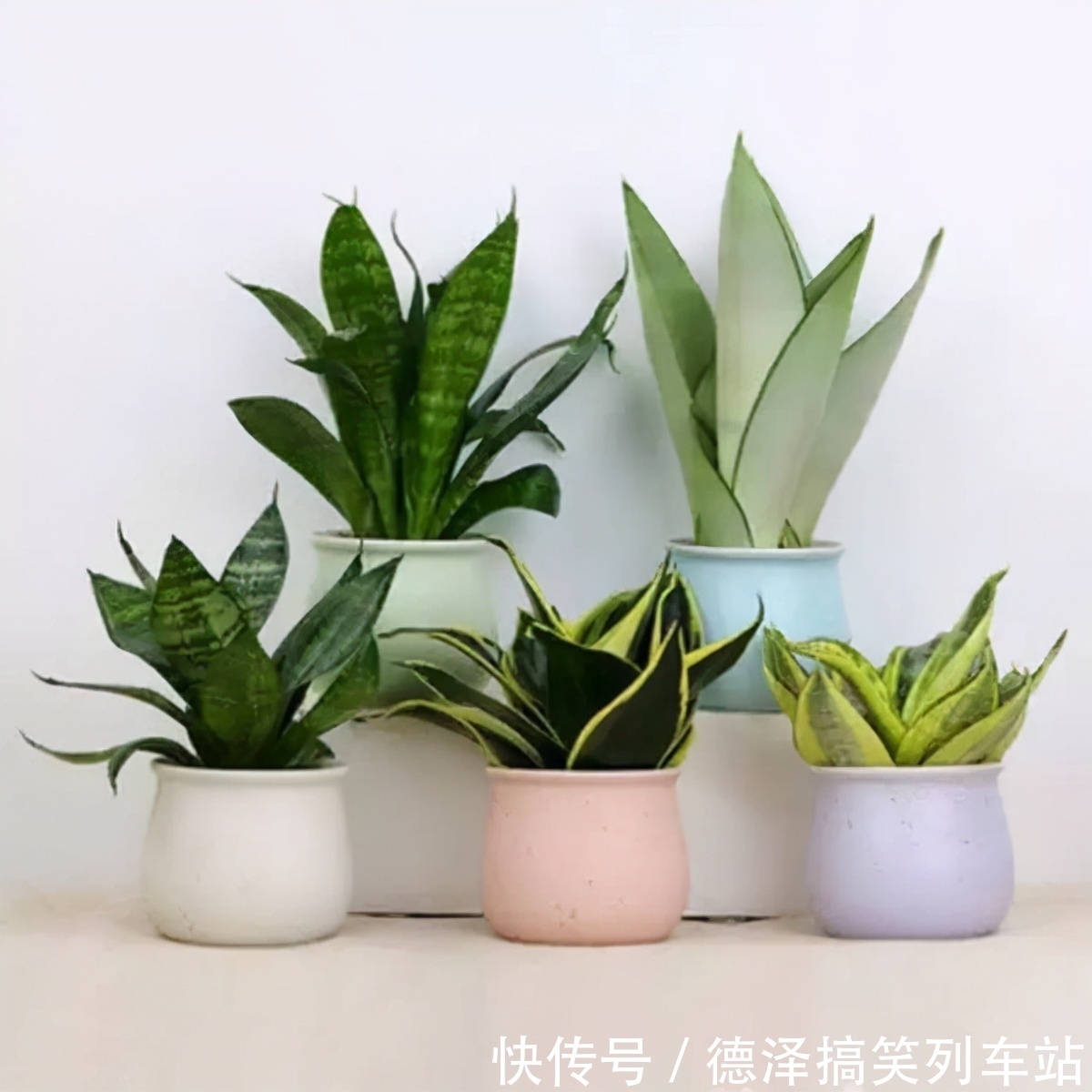 虎皮兰|九大“健康花”,建议大家养一盆,干净漂亮又吉祥