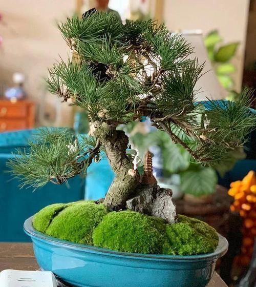 图片作者|家里有这10种花，多修剪少浇水，能养成高价盆景