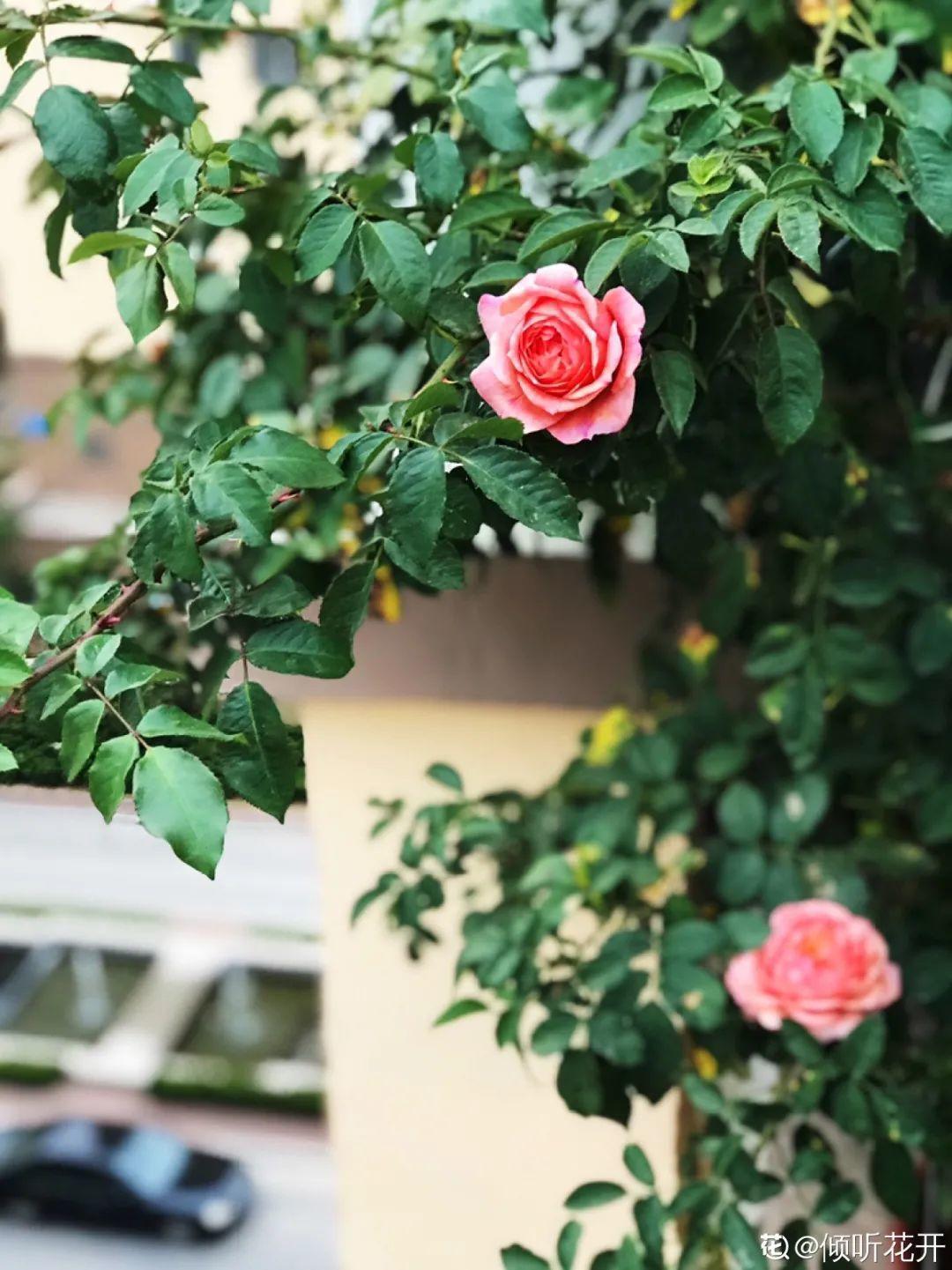 再穷也要养长寿花，寓意好、开花美，养人又养家！