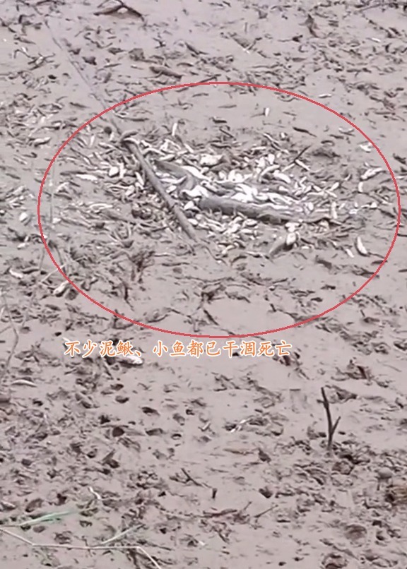 实拍洞庭湖退水后的滩涂,大鱼被人捡走,挑剩的小鱼在淤泥里等死