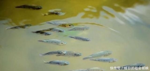 钓鱼|钓鱼“黑”午时不是鱼儿难钓获,而是你方法不对路