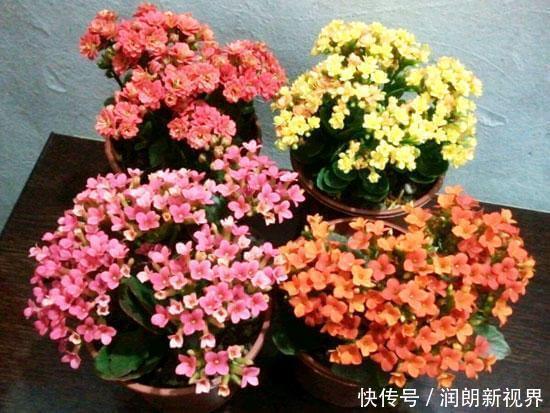 阳台|叶片肥嘟嘟，开花大又艳，自己扦插长寿花，不花钱长得满阳台都是