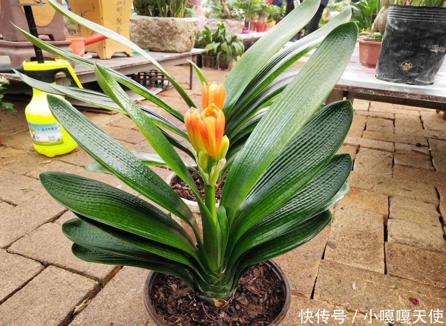 春天养君子兰,要做好“三步”,长新叶、花朵盛开