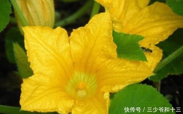 南瓜花作為蔬菜的花 還有這3種功效呢 中國熱點
