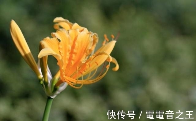 恶魔|不一样花色的“彼岸花”，秋高气爽种植正佳，花期长花姿美