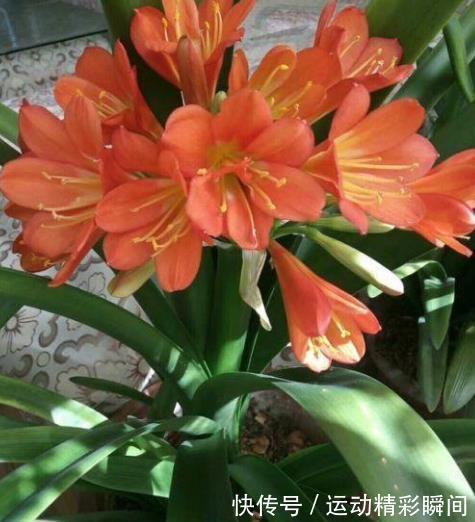 冬天养君子兰,定期喂点“小零食”,根正苗壮,开花一茬接一茬