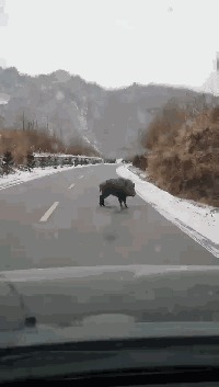 |搞笑GIF:仙女,你这样欺负一个机器人,真的会让系统错乱的