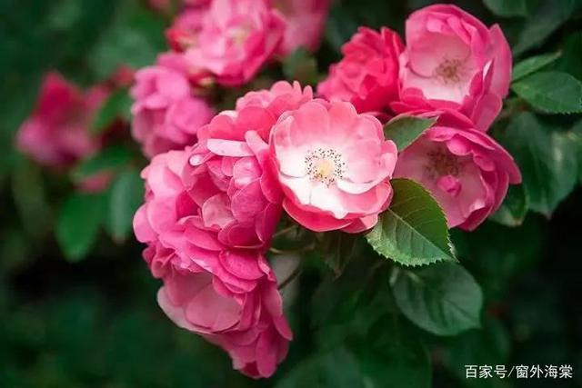 浅思#佳心无惧寒澈骨,浅思深汲待红梅