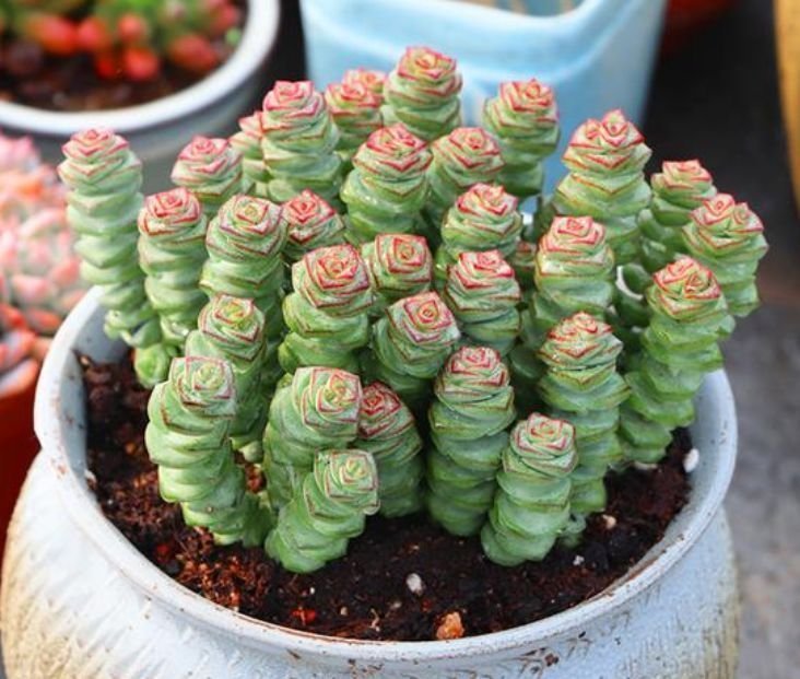 养花就养这几款，花朵小巧玲珑，花叶俱美，养盆放阳台美极了