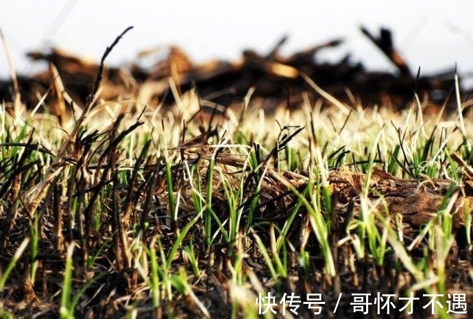 香菱@读了这么多年“离离原上草”,“离离”是什么意思?很多人还不知