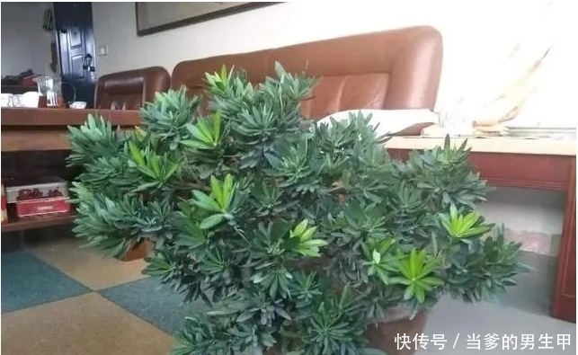 种“罗汉松”用枝条,掰一根插土里,不久之后便可成为老树桩!