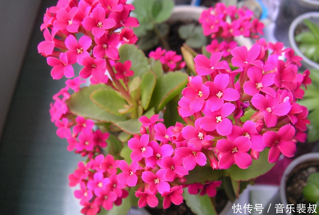 养花小技巧4个常见的小妙招,大家用对方法了没