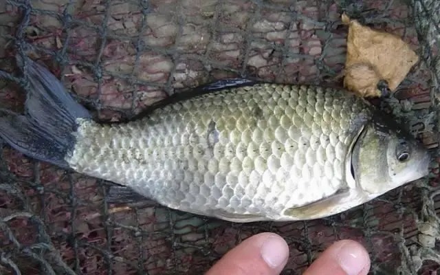 熟悉掌握鲫鱼的五个生理习性,哪个季节都能轻松钓到大鲫鱼