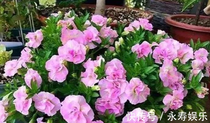 杜鹃花|此款花卉,好养易爆盆,一年到头开不停,天天看“花海”!