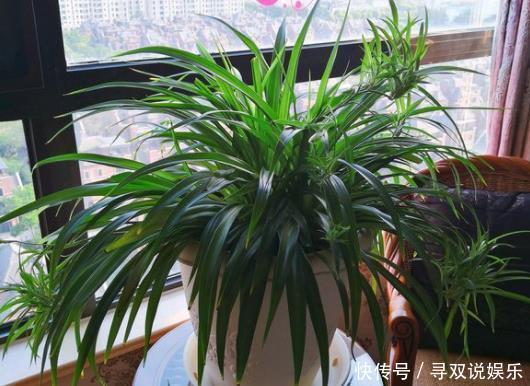 家里的“2个”地方,别再“养花”了,养了也得搬走