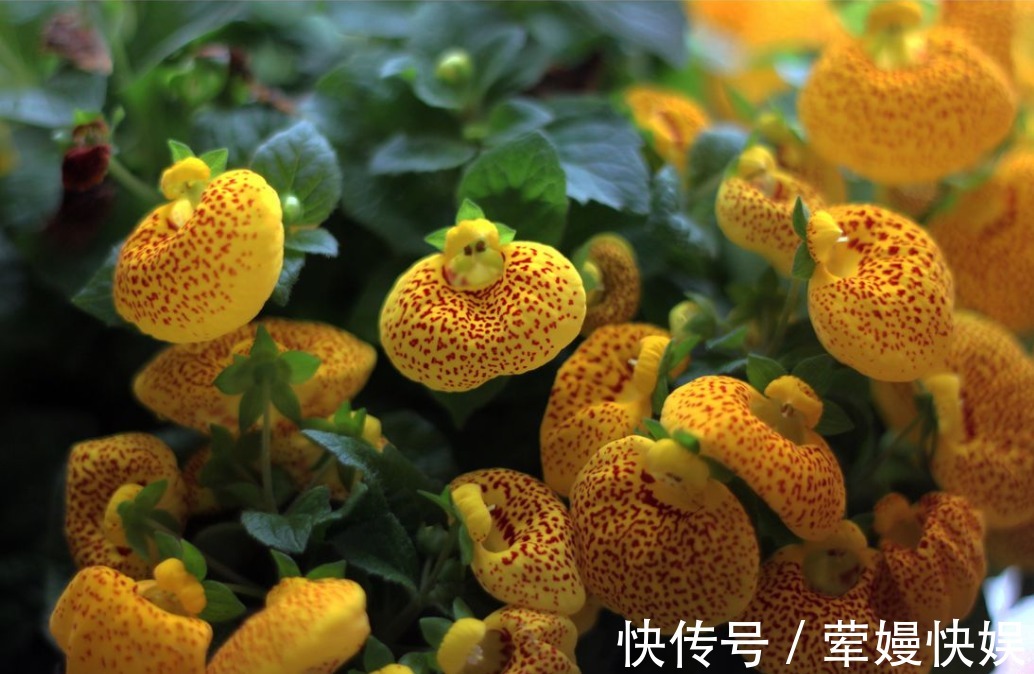 红加仑|老人常说,家中养花不如养“荷花包”,不仅镇宅而且寓意满满