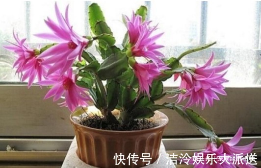 吴大妈只养“3种花”,一年300多天有花看,开成花海,特美!