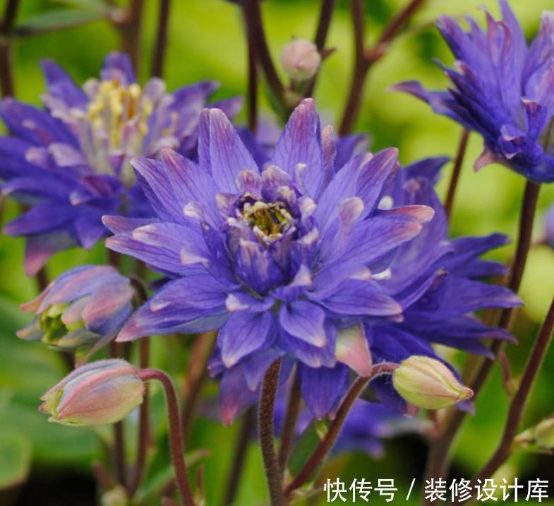 它零下40度冻不死,花苞像“小鸟”,好养花色多,越大开花越多!