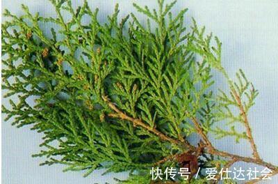 叶子|白发爬满头很难看,莫慌!常用此叶子洗头,白发变黑发,早知早好