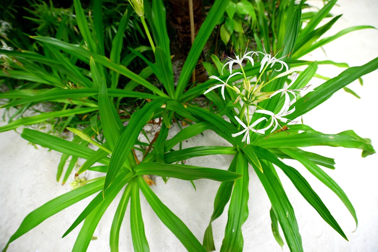 梦中的花园，芙花芬岛