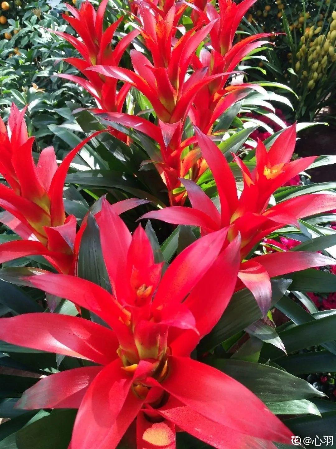 再穷也要养长寿花,寓意好、开花美,养人又养家!