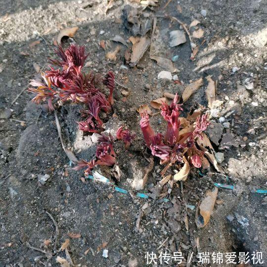 农村人都爱种的5种花，没啥名气，开花却漂亮极了!