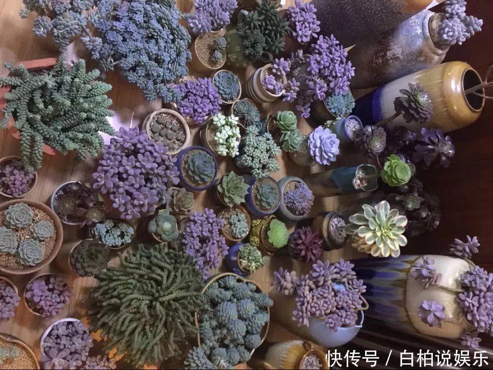 女婿在楼顶养多肉,村里人都跑来参观,丈母娘高兴坏了!