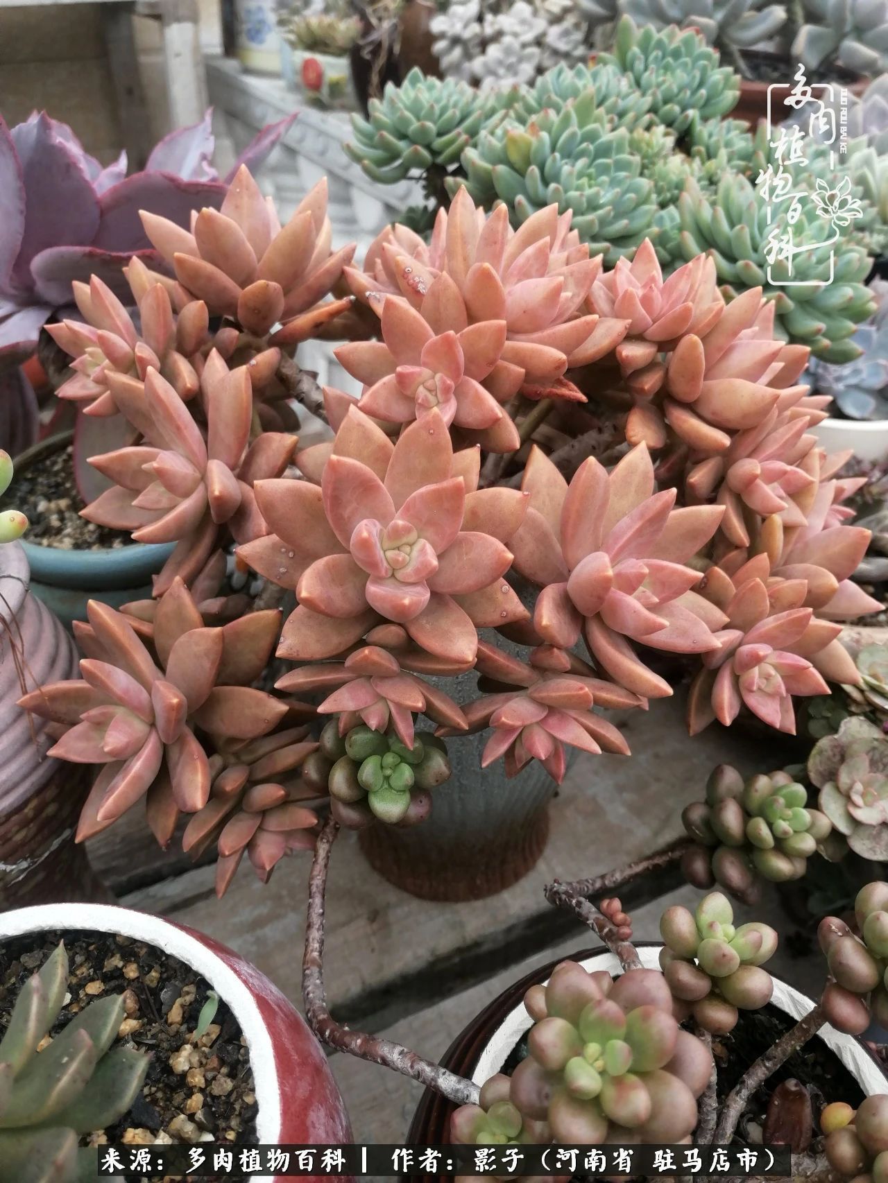 阳台上|被风雨洗礼的多肉越来越漂亮了,忍不住又往坑里跳!