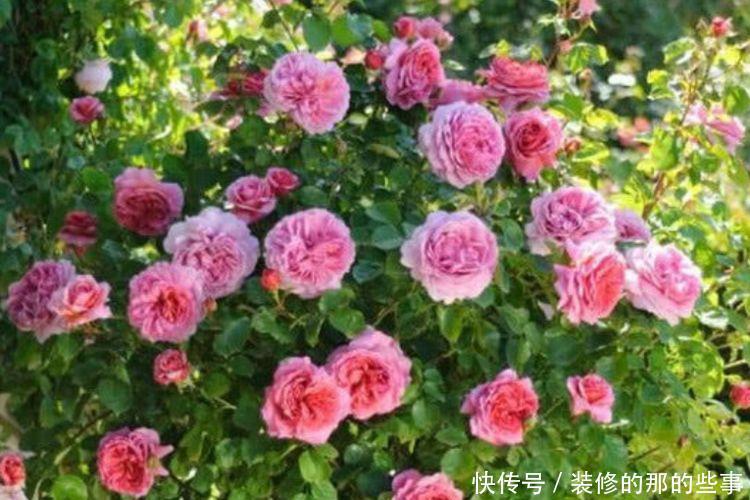 家养此款花卉,开花勤爱爆盆,漂亮又好养!