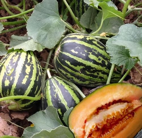 增强体质|羡慕别人不生病，3种食物要多吃，补充营养，增强体质