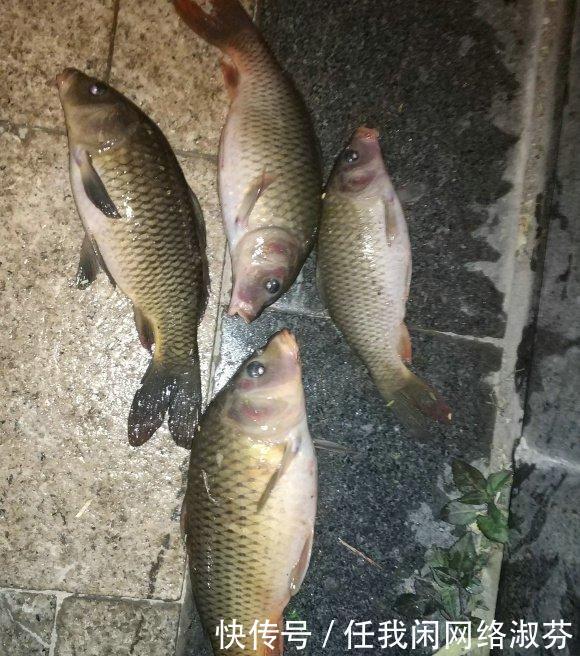广东钓友,珠江钓起许多“彩鲤”,这是珠江里特有的极品鲤鱼