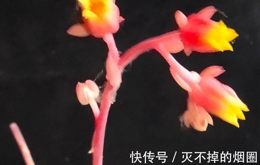 多肉植物怎么处理花剑才好,不剪花剑行不行,一起来了解一下吧