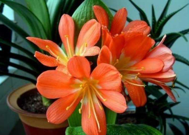 适合养在阳台的花卉,365天开花不断,花团锦簇,美极了