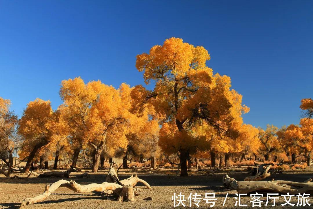 疫情|额济纳，在胡杨林最美的季节宣布闭园，网友：我们欠你一张门票！