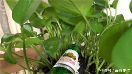 家家都有的“神仙水”,专治不开花,一周喷一次,花苞呼呼往上“窜”