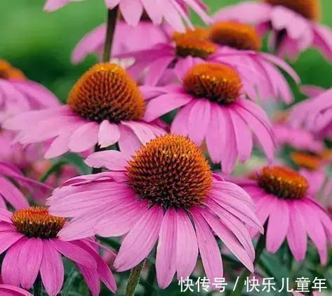 耐寒|花园里最好养的15种多年生植物，非常适合新手，你家有吗