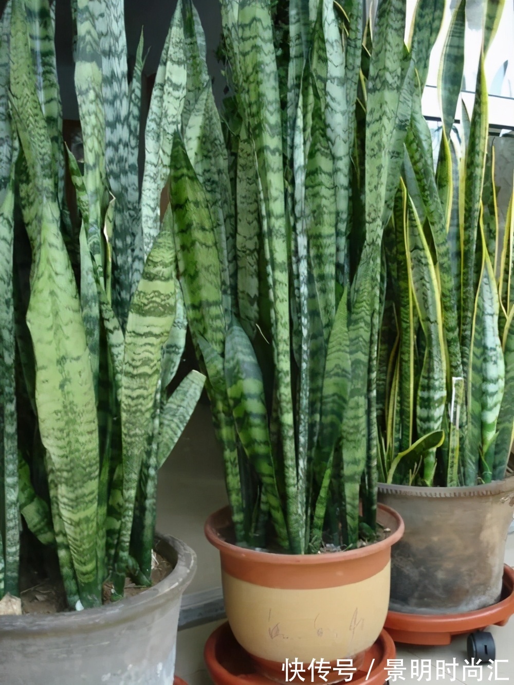 发财树|适合养在小盆里的3种花,用小盆,好养更健壮,别忽视