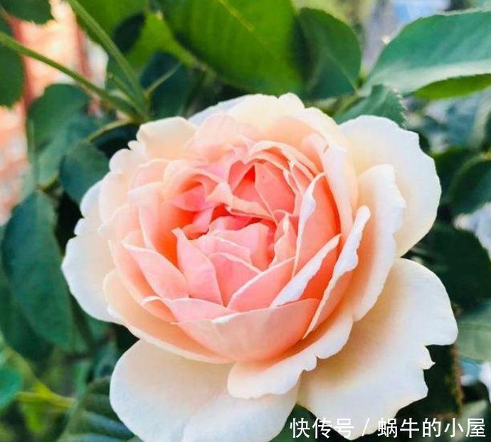 4种花深受花友的喜欢，开花爆盆很简单，绚丽多彩，美到让人窒息