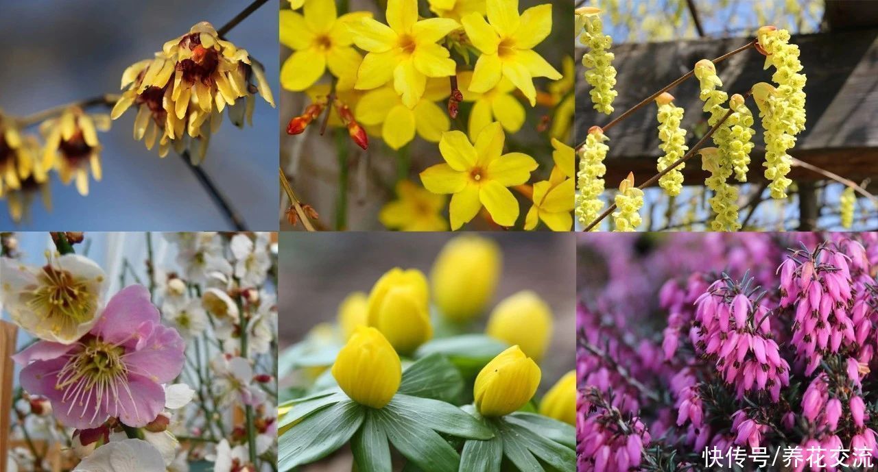 寒冷的冬春时节灿烂开花的8种观赏花卉,可露养在户外,打理简单