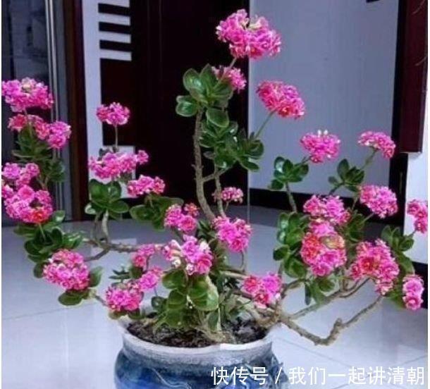 4种花很好养,花开酷似一盏盏红灯笼,养在哪里都爆盆,惹人喜爱