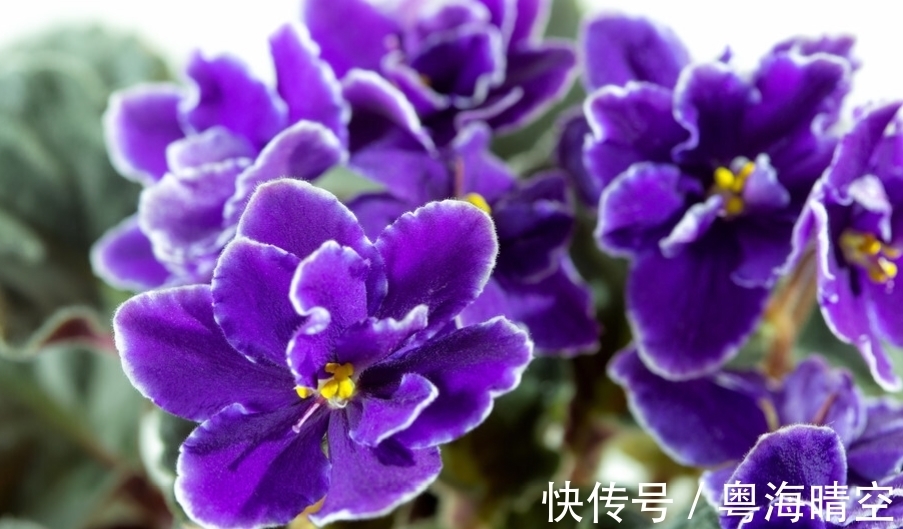 紫罗兰如果不开花是什么原因,应该如何处理