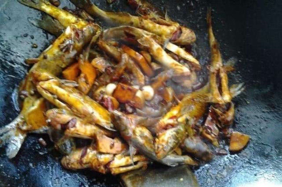 洪水过后去钓鱼，这么大的黄颡鱼，还是头一次钓获