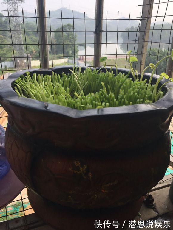 夏天里的“暴发户”,养盆铜钱草,天天爆盆,里里外外全是“钱”