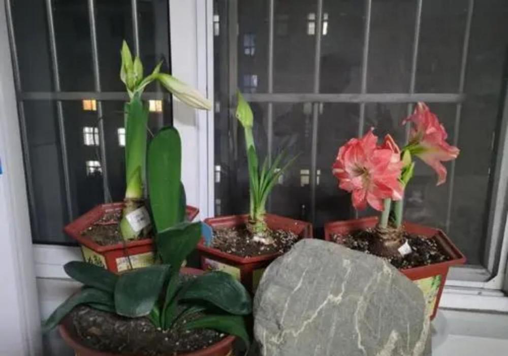 浇灌|这6种常见药，人吃不完就拿来养花，操作简单，效果好