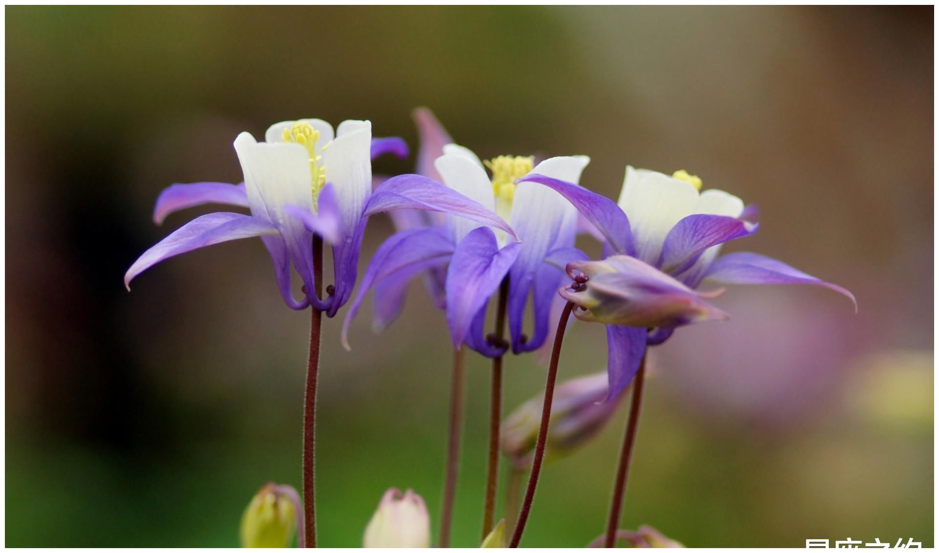 5月4日星座运势 白羊认真负责 狮子事半功倍 水瓶灵活变通 全网搜