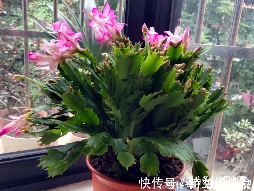 大花球|6种花,长高就“变丑”,株型低矮才“漂亮”,要舍得剪!